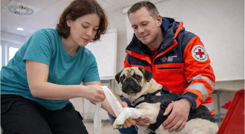 260126 ErsteHilfeamHund