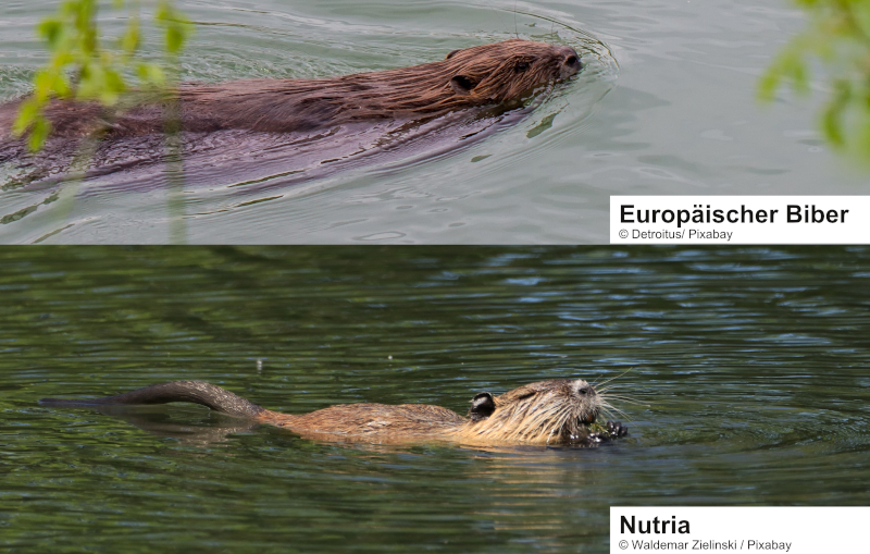 Biber Nutria