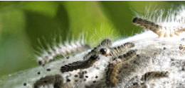 Eichenprozessionsspinnekleinr