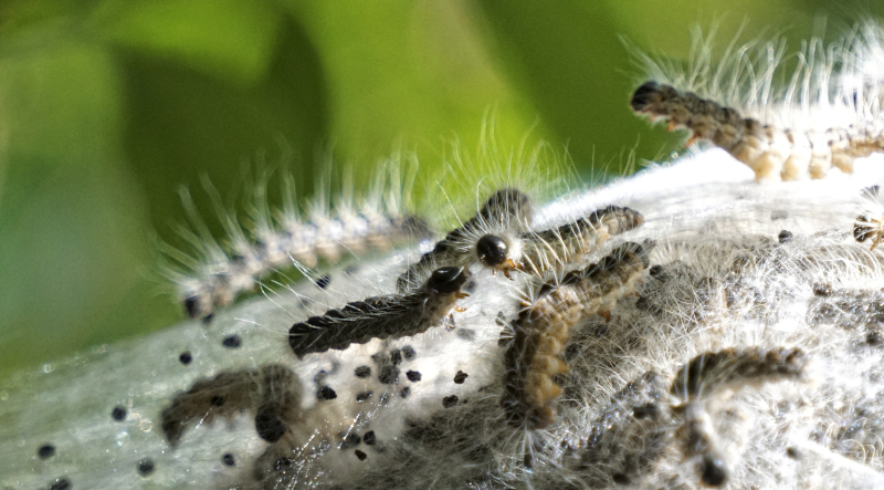 Eichenprozessionsspinner