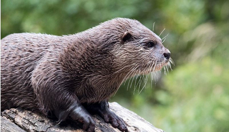 Otter