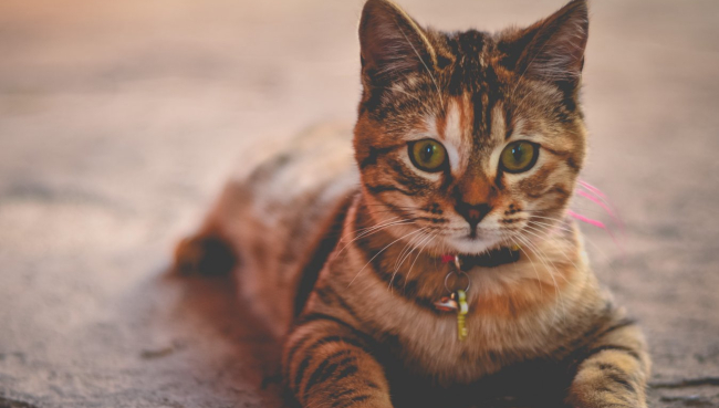 Katze