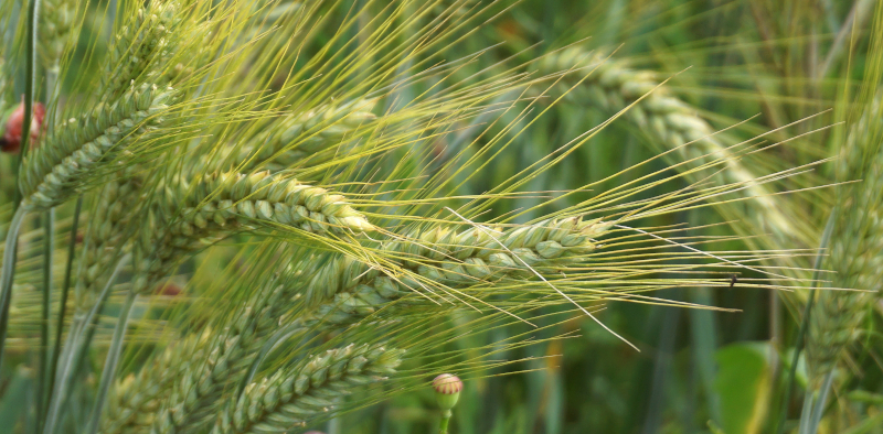nowaja wheat 9704240