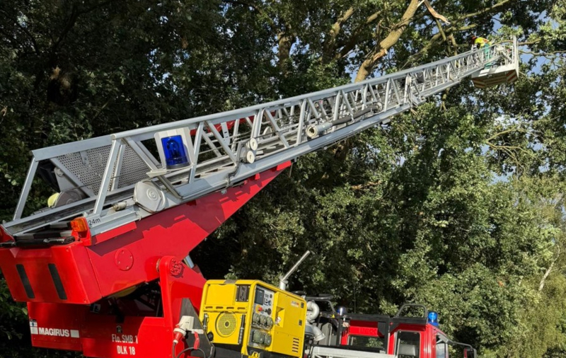 Baumsaegen