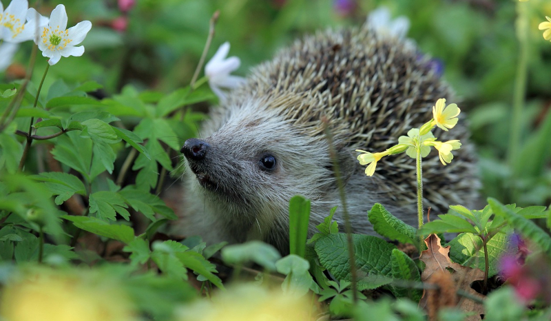 Igel