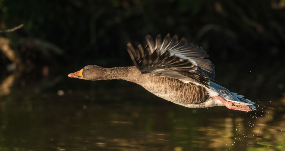 Gans