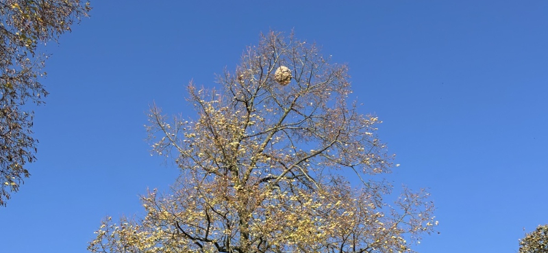 HuenxeNest