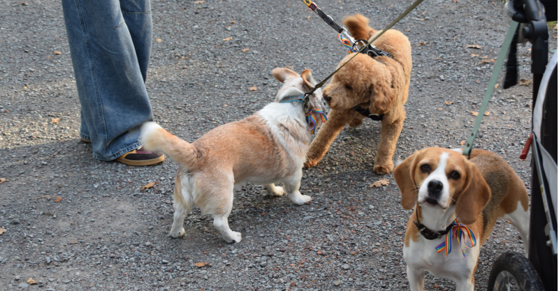Hunde