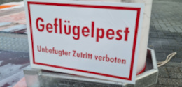 Geflpestklein