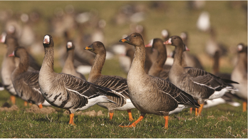 Saat und Blessgänse MG 9489 H Glader