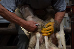 Schafsmarkt Sonntag/ Fotos Gaby Eggert